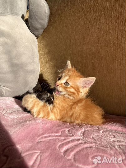 Котики бесплатно