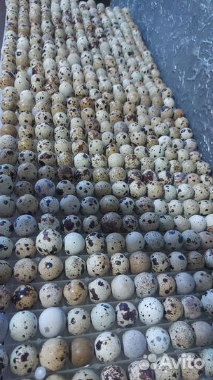 Яйца перепелиные инкубационные