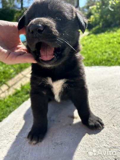 Отдам щенят в добрые руки