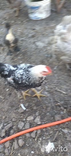 Молодые петушки