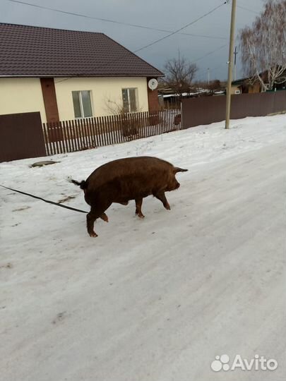 Кабан на племя