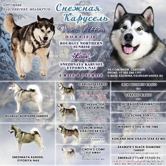 Аляскинский маламут вязка