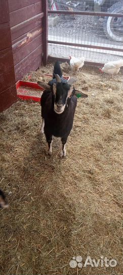 Камерунские козы