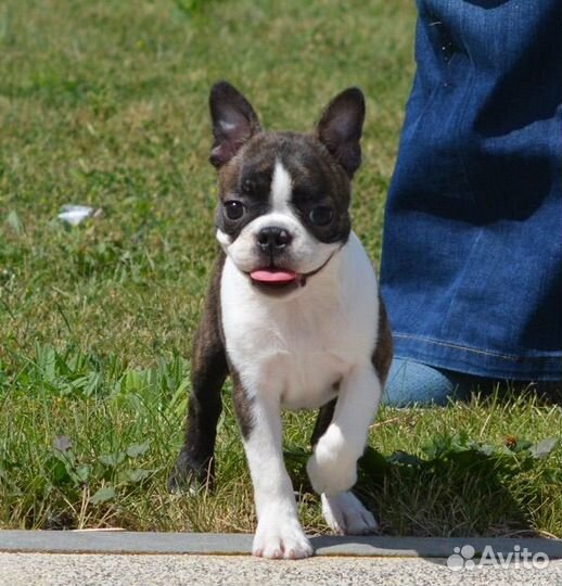 Бостон терьер