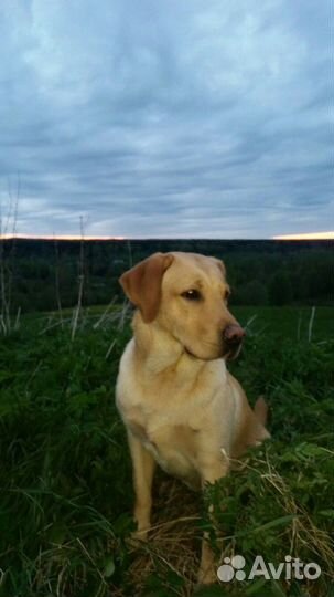 Лабрадор ретривер вязка.кабель