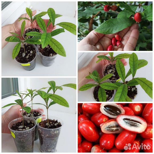 Редкая тропическая экзотика