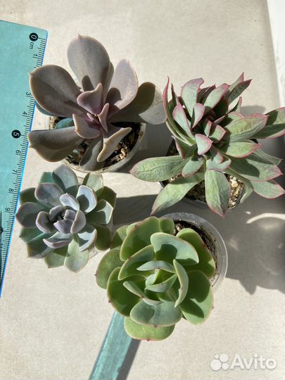 Коллекционные суккуленты; эхеверия; каудексные