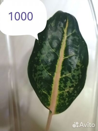 Аглонема Чатра монгол