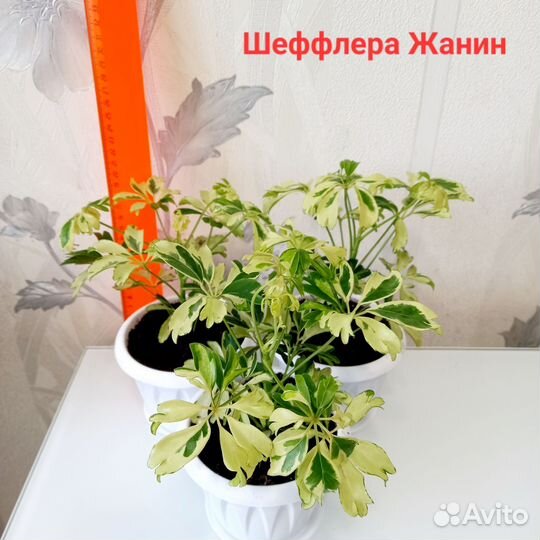 Шефлера Жанин