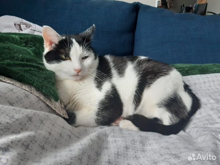 Кошечка Муся ищет любящий дом и семью