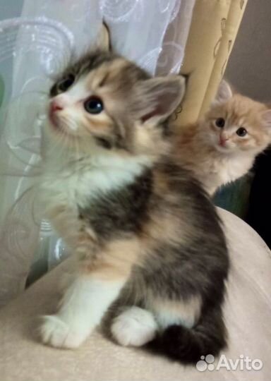 Кошка в дар бесплатно