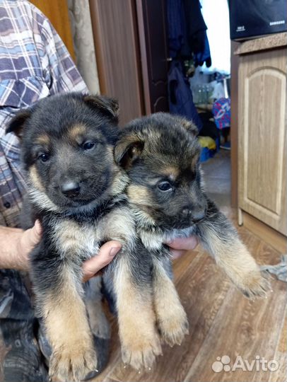 Немецкая овчарка