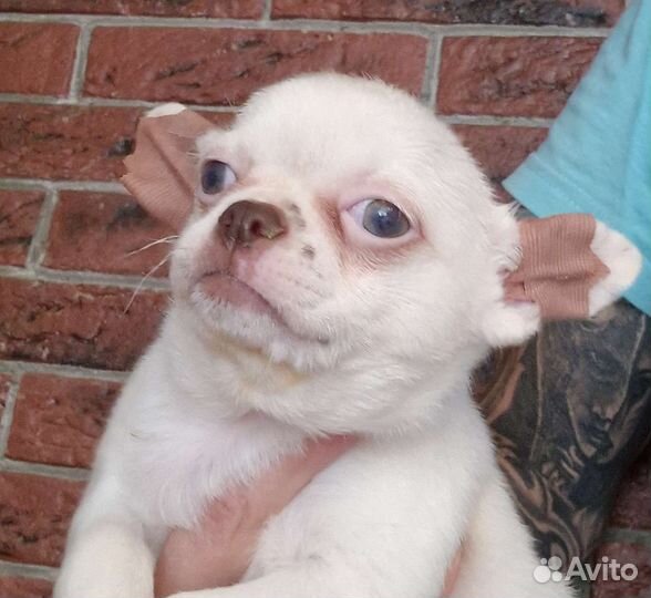 Щенки чихуахуа