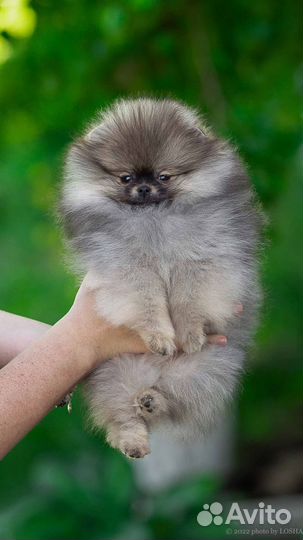 Померанский шпиц мальчик