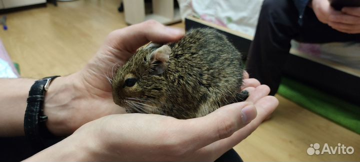 Дегу мальчик