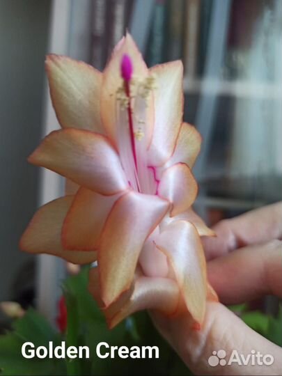 Комнатные цветы. Декабрист Golden Cream