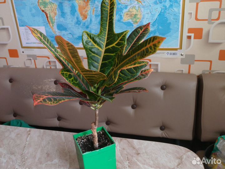 Кротон