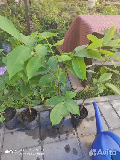 Саженцы Маньчжурского ореха (родст-к грецкого)