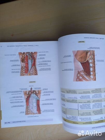 Атлас по анатомии адам и учебник по неврологии