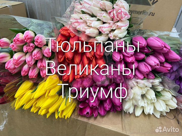 Тюльпан оптом лук.12+