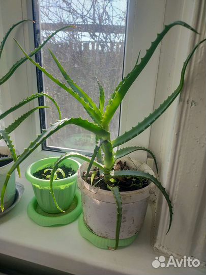 Алоэ лечебный