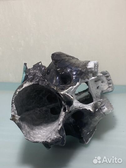 Череп лошади