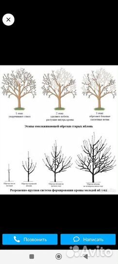 Обрезка посадка вырубка
