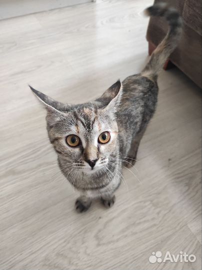 Кошка