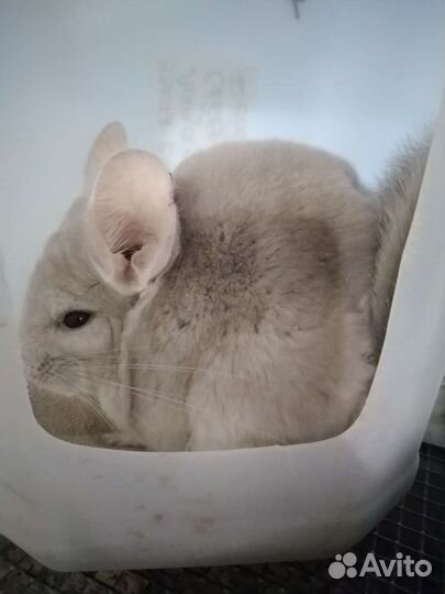 Шиншиллы молодые