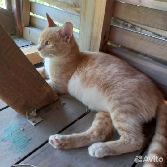 Котенок рыжий в дар