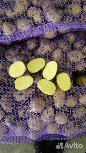 Картофель оптом