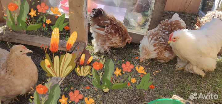 Инкуба-ное яйцо кохинхин, мехел. Кукушка, бентамки