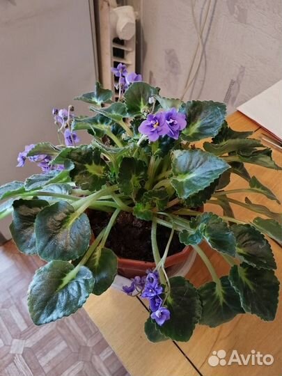 Комнатные растения цветы