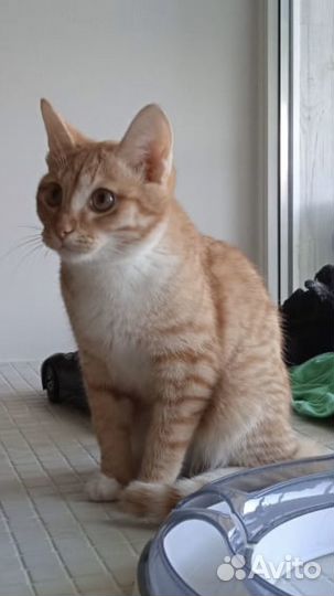 Отдам кота Бантика в добрые руки