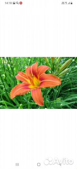 Лилейник оранжевый