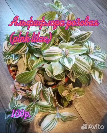 Традесканции разные ч.1