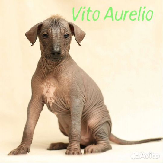 Ксолоитцкуинтли стандарт