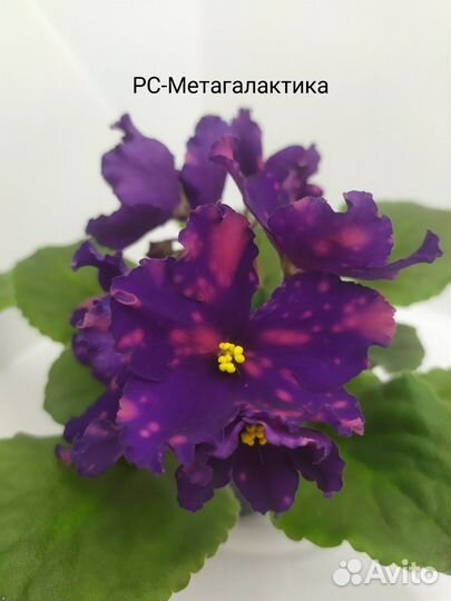 Фиалки (свежесрезанные листы)