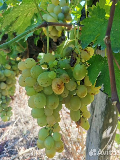 Продаю виноград сорт Ласта