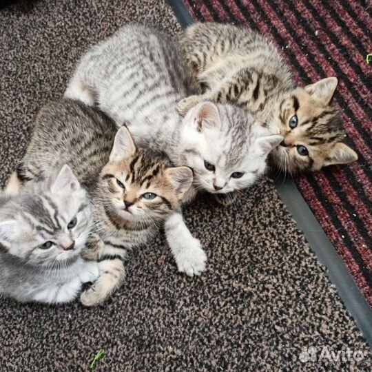 Британские котята