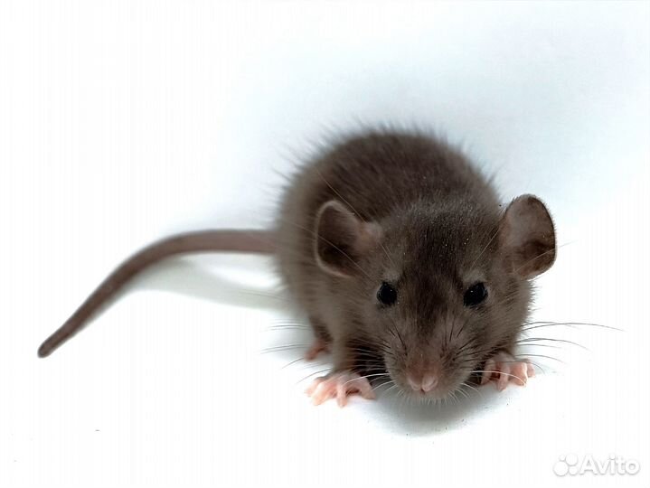 Крысята дамбо и стандарт