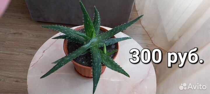 Комнатные цветы алоэ