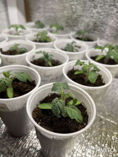 Рассада помидор черри