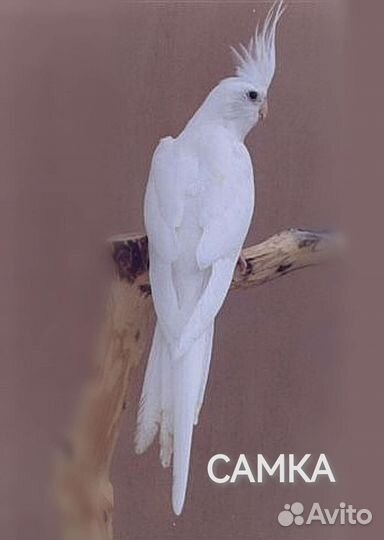 Ручные птенцы кореллы