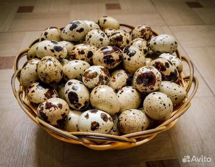 Яйца перепелиные инкубационные