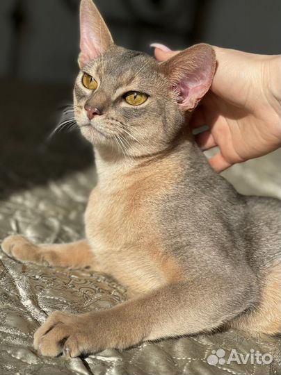 Котик редкого голубого окраса