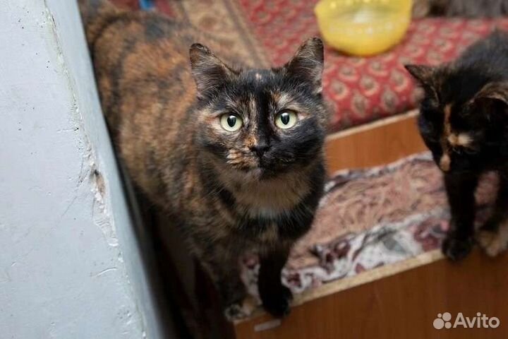 Котик с сво