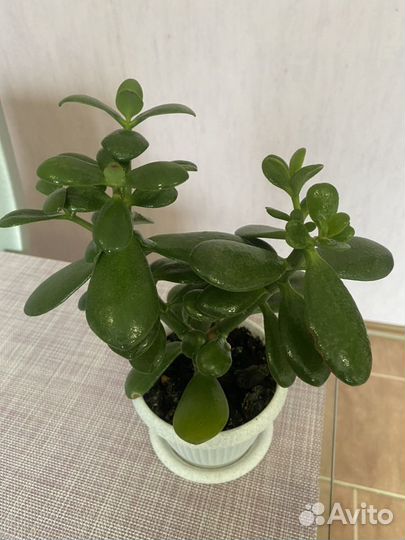 Денежное дерево