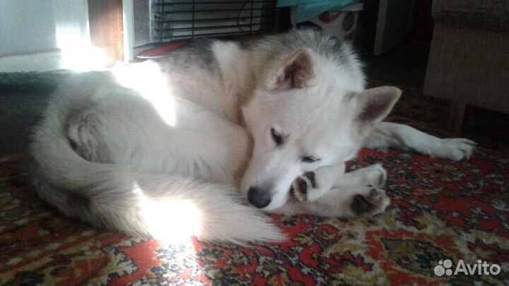 Собака в добрые руки хаски фенотип