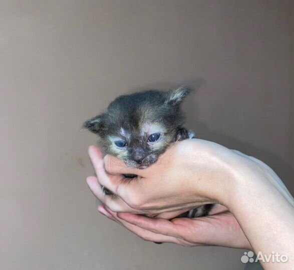 Котята донского сфинкса(метисы)